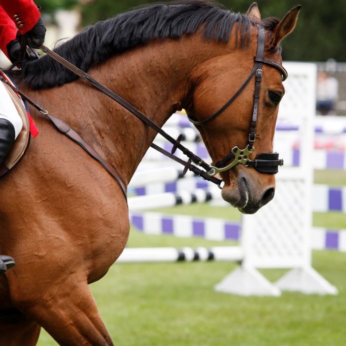 Portrait of a show jumping horse, galloping between two jump. Jumps seen in the background.